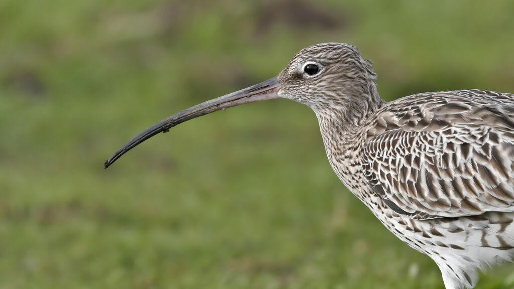 Eurasian Curlewadult, close-up portrait