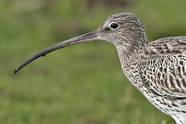 Eurasian Curlew