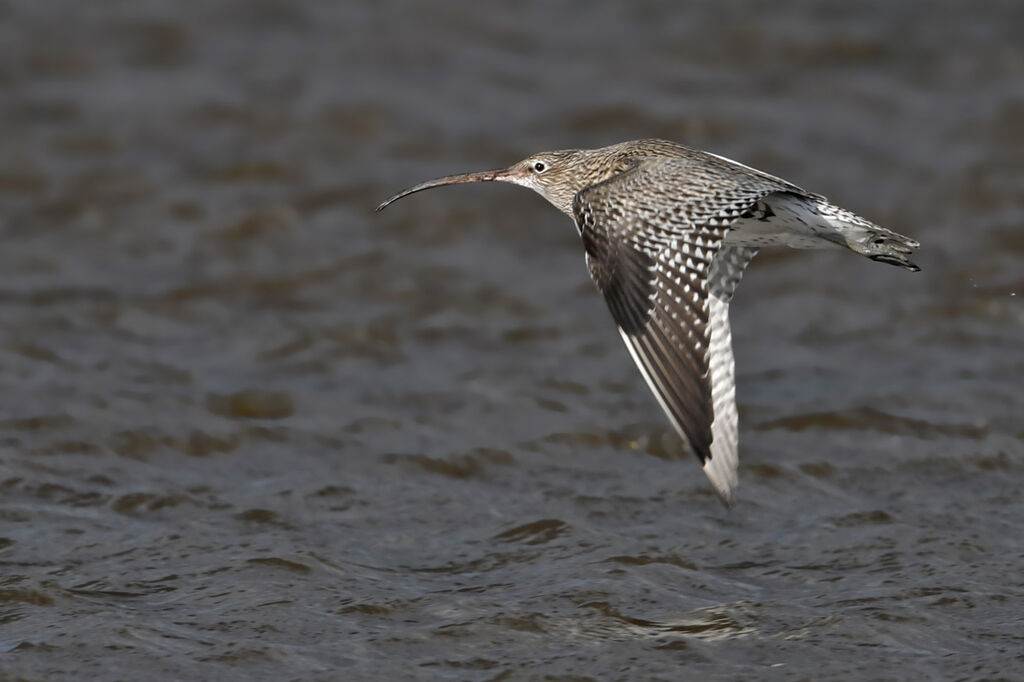 Eurasian Curlewadult, Flight