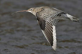 Eurasian Curlew