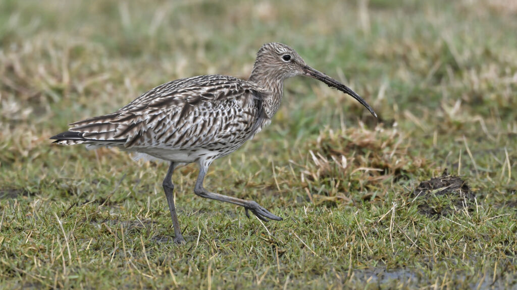 Eurasian Curlewadult, identification