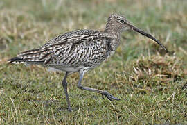 Eurasian Curlew