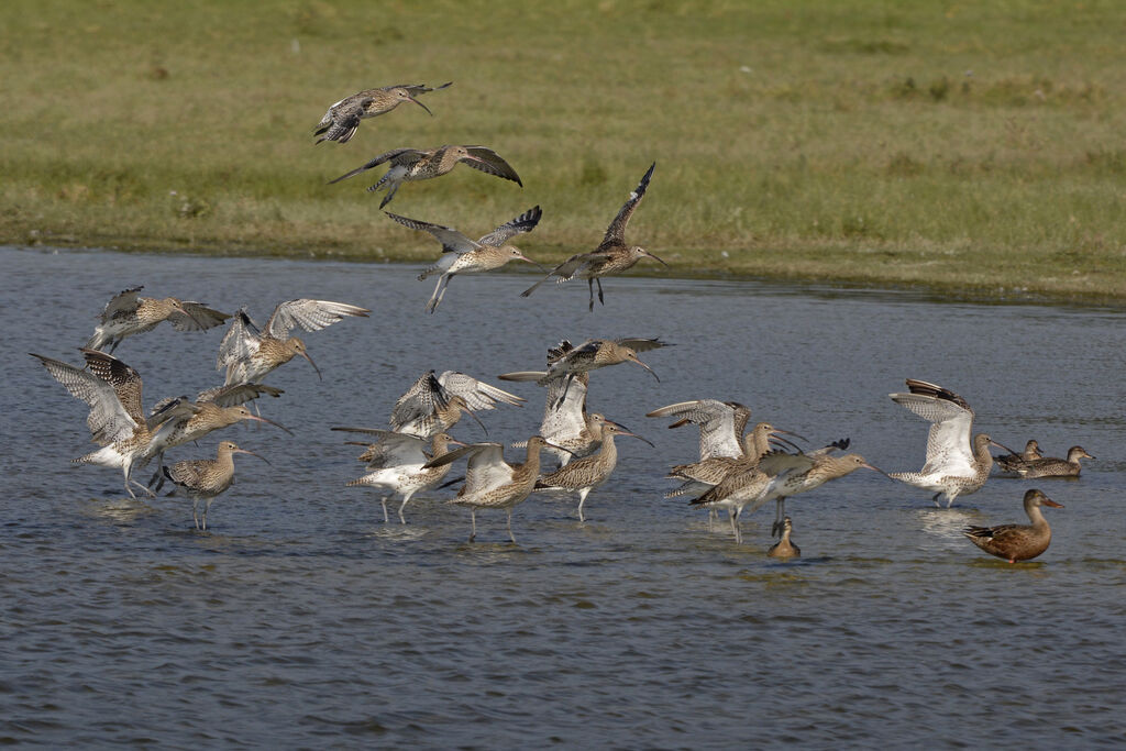 Eurasian Curlew, identification