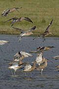 Eurasian Curlew