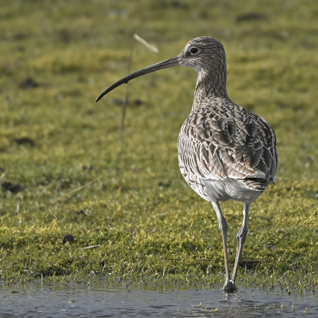 Eurasian Curlewadult, identification