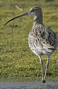 Eurasian Curlew