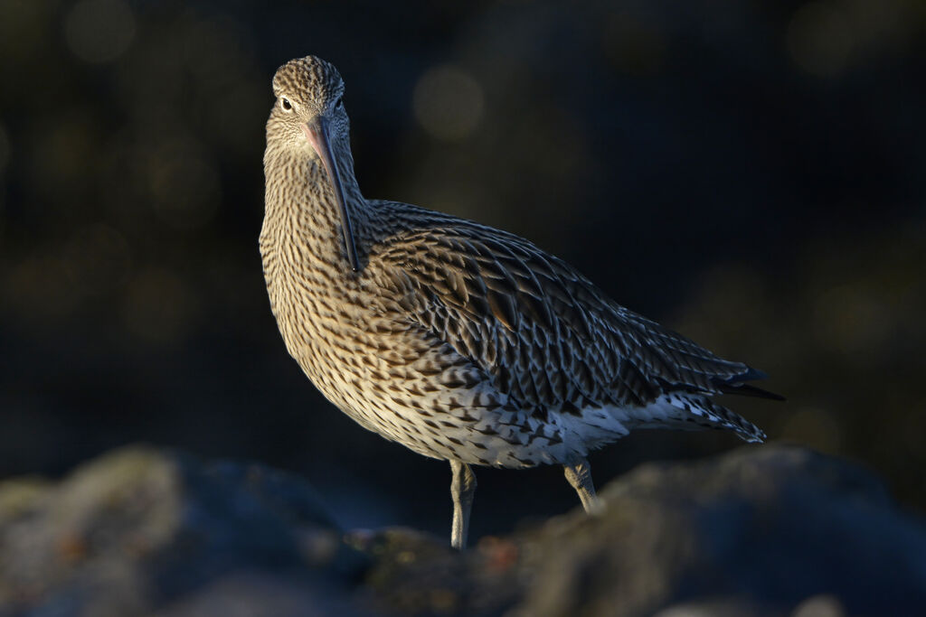 Eurasian Curlewadult, identification