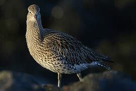 Eurasian Curlew