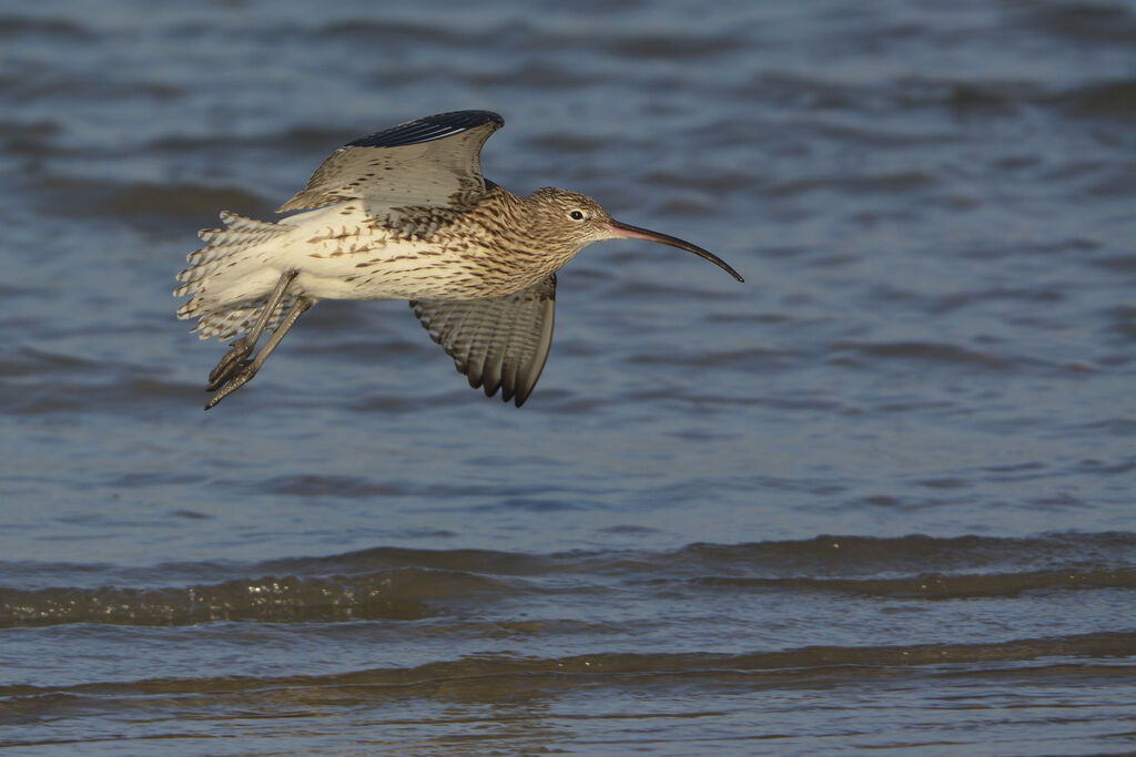 Eurasian Curlewadult, Flight