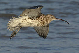 Eurasian Curlew