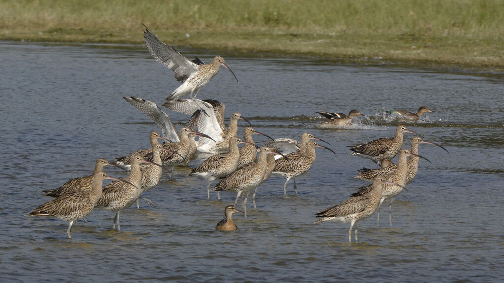 Eurasian Curlew