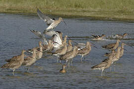 Eurasian Curlew