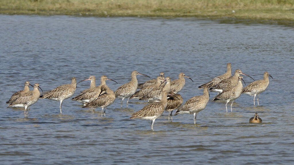 Eurasian Curlew