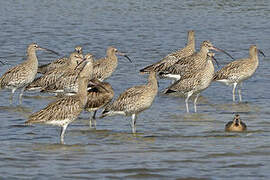 Eurasian Curlew