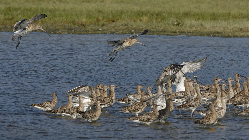 Eurasian Curlew