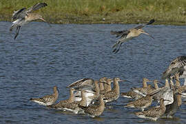 Eurasian Curlew