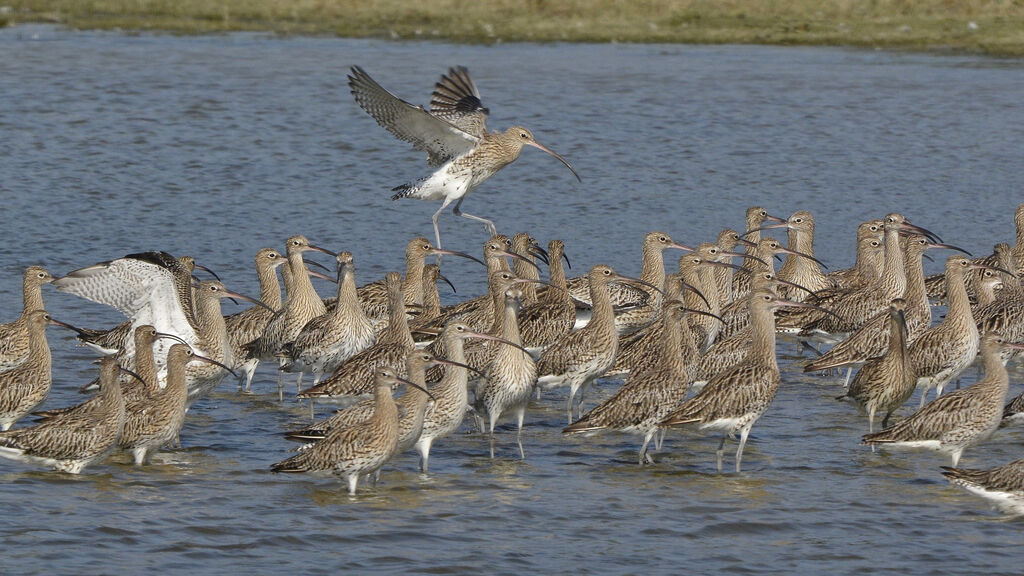 Eurasian Curlew