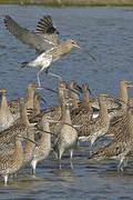 Eurasian Curlew