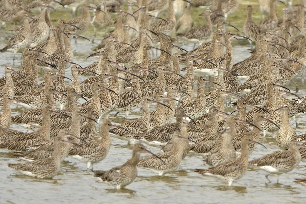 Eurasian Curlew