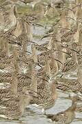 Eurasian Curlew