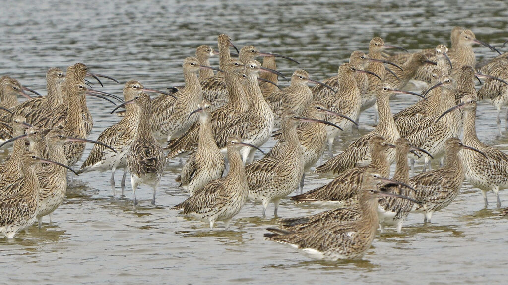 Eurasian Curlew