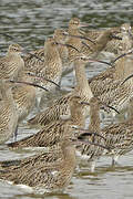 Eurasian Curlew