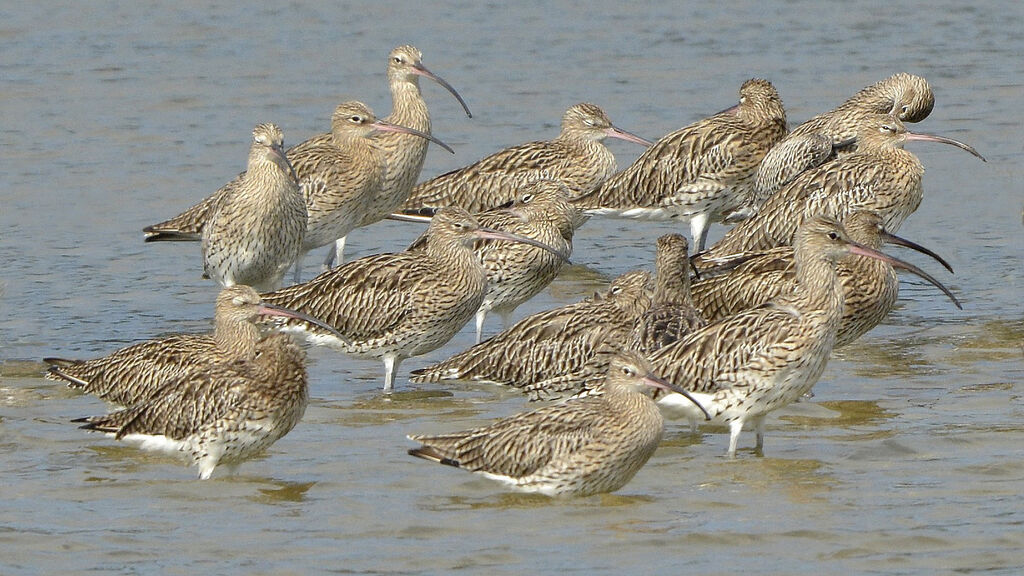 Eurasian Curlew