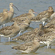 Eurasian Curlew