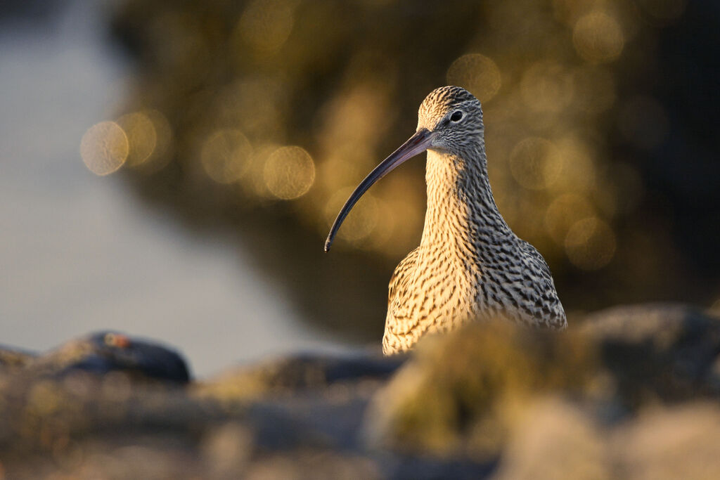 Eurasian Curlewadult