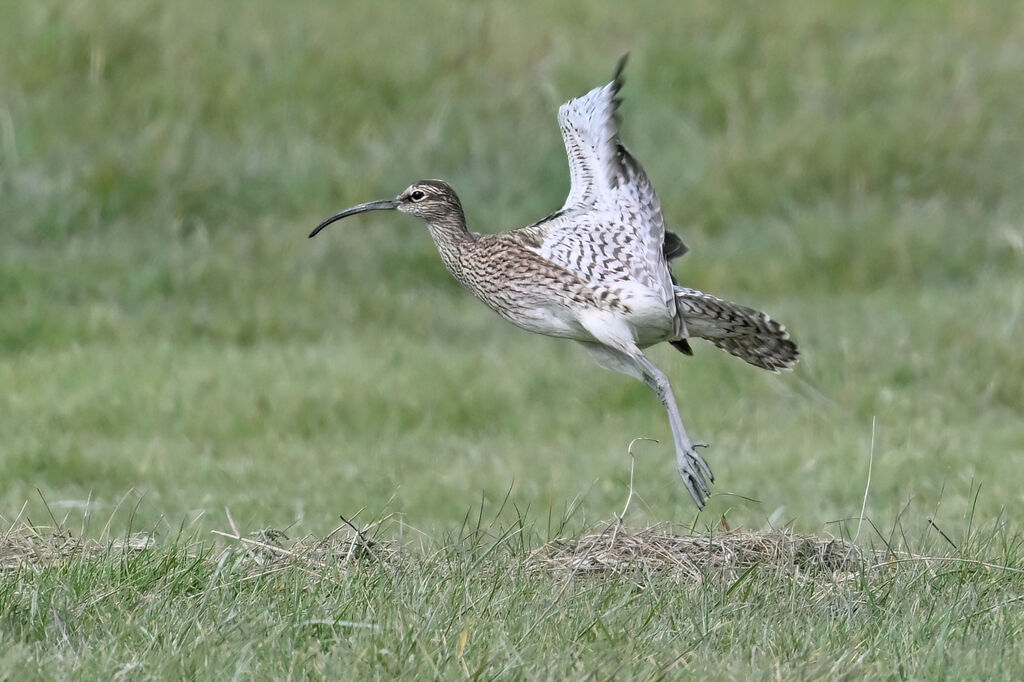 Eurasian Whimbreladult, Flight