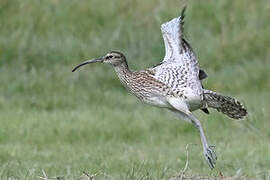 Eurasian Whimbrel