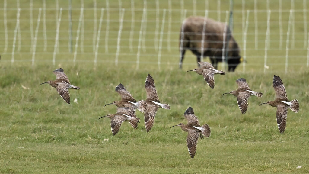 Eurasian Whimbrel, Flight