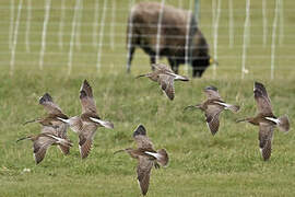 Eurasian Whimbrel