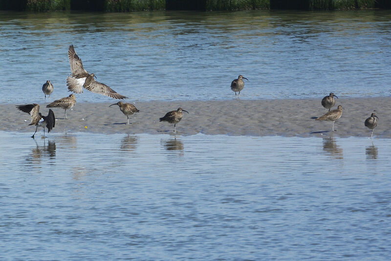 Eurasian Whimbrel