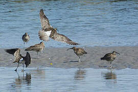 Whimbrel