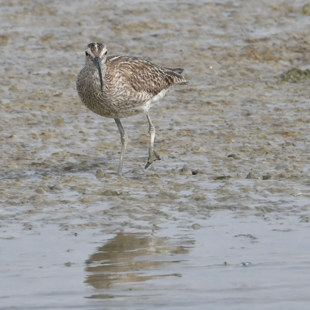 Whimbreladult, identification