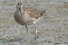 Eurasian Whimbrel