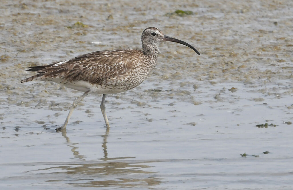 Eurasian Whimbreladult, identification