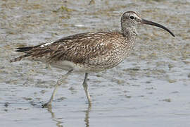 Eurasian Whimbrel