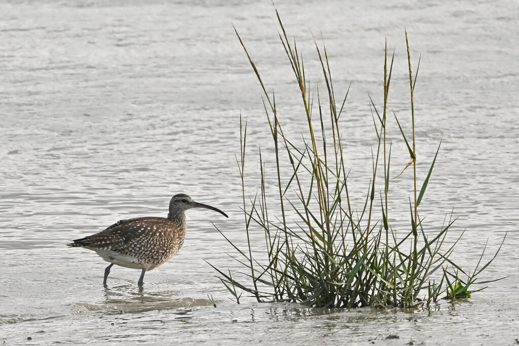 Eurasian Whimbreladult, identification