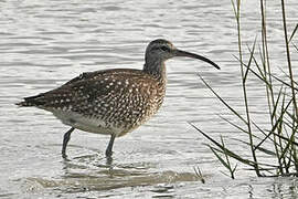 Eurasian Whimbrel