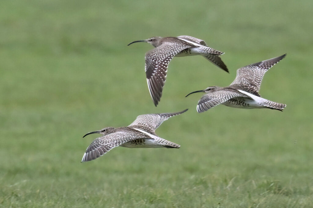 Eurasian Whimbreladult, Flight