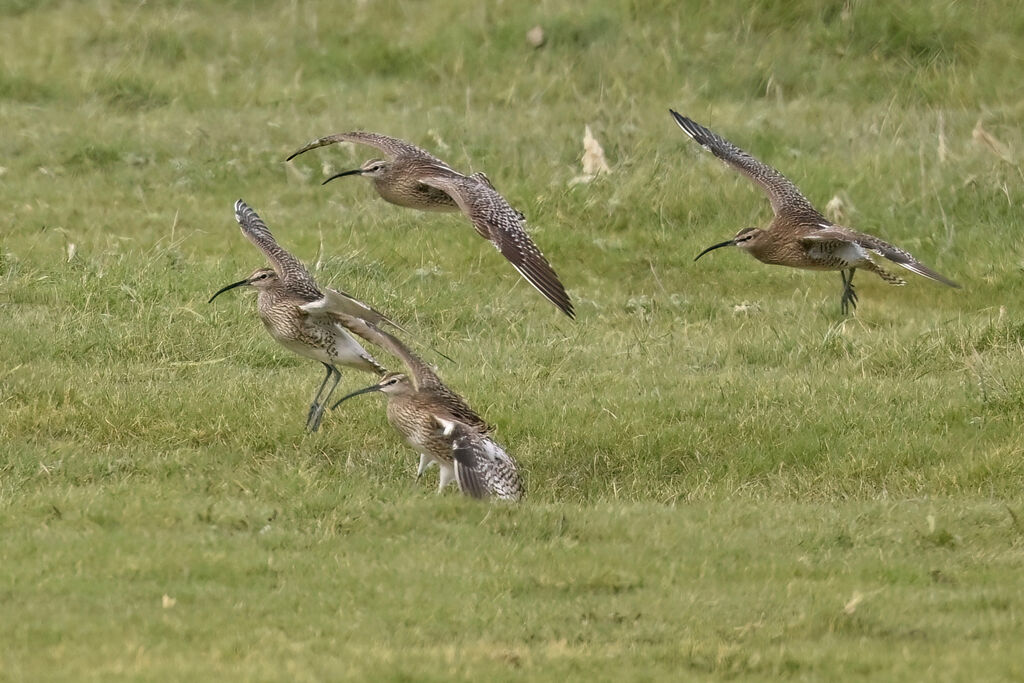 Eurasian Whimbrel, Flight