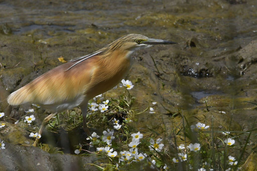 Squacco Heronadult, identification