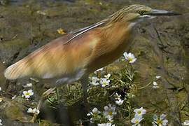 Squacco Heron