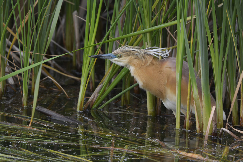 Squacco Heronadult, identification