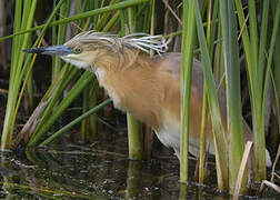 Squacco Heron