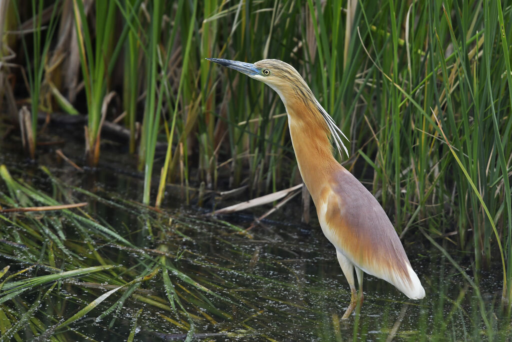 Squacco Heronadult, identification