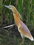 Squacco Heron