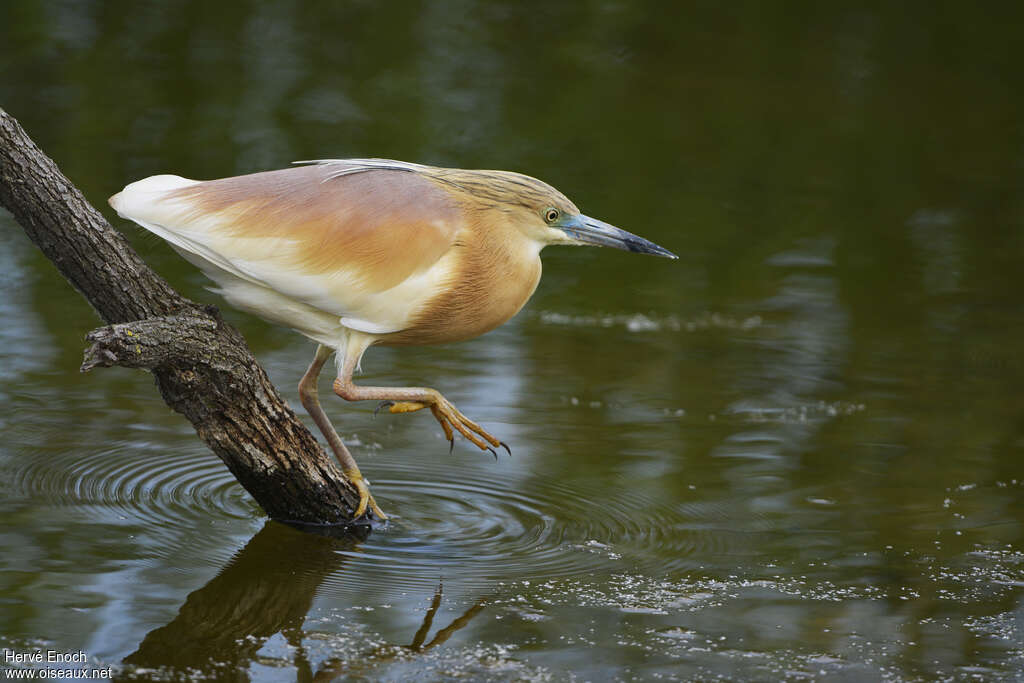 Squacco Heronadult, identification